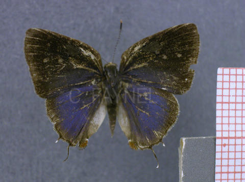 Nicolaea velina (mâle, recto)