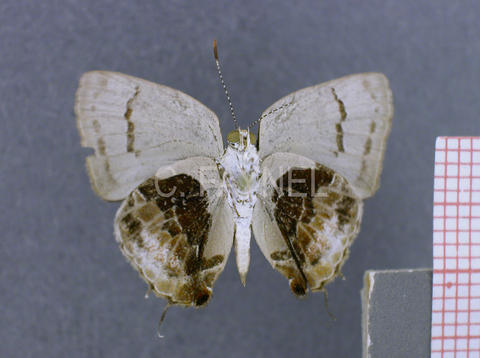 Nicolaea velina (mâle, verso)