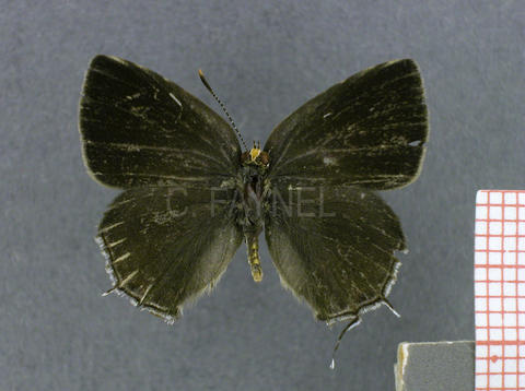 Ocaria ocrisia (femelle, recto)