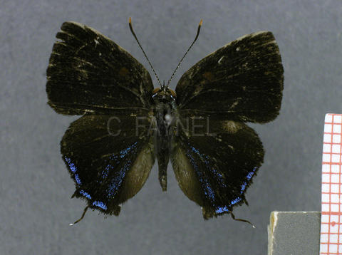 Ocaria thales (mâle, recto)