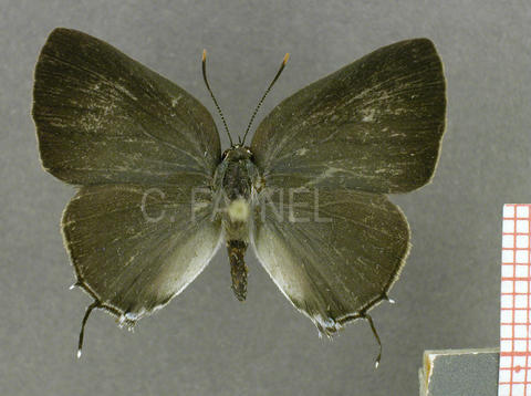 Oenomaus cyanovenata (femelle, recto)