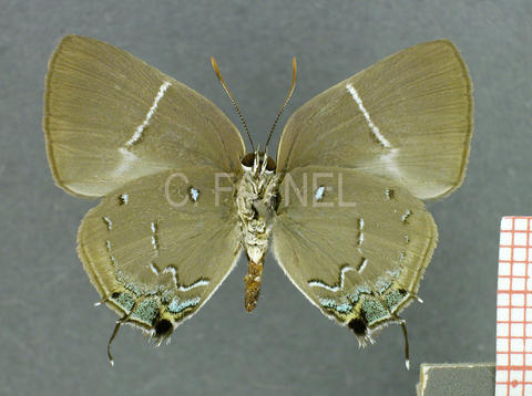 Oenomaus cyanovenata (femelle, verso)