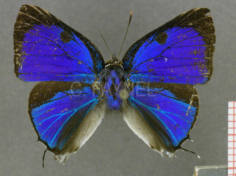 Oenomaus cyanovenata (mâle, recto)