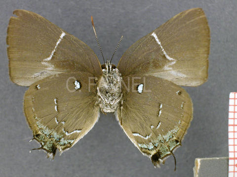 Oenomaus cyanovenata (mâle, verso)