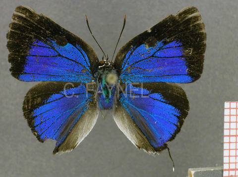 Oenomaus minyia (mâle, recto)