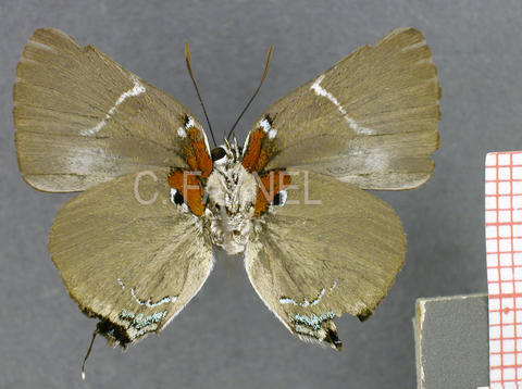 Oenomaus minyia (mâle, verso)
