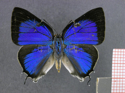 Oenomaus ortygnus (mâle, recto)