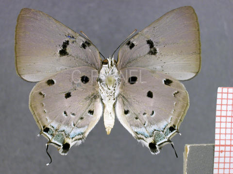 Oenomaus ortygnus (mâle, verso)