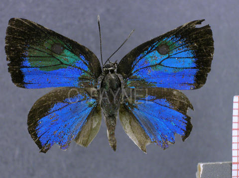Olynthus avoca (mâle, recto)