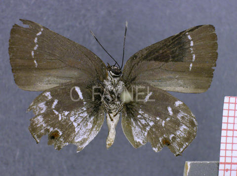 Olynthus avoca (mâle, verso)