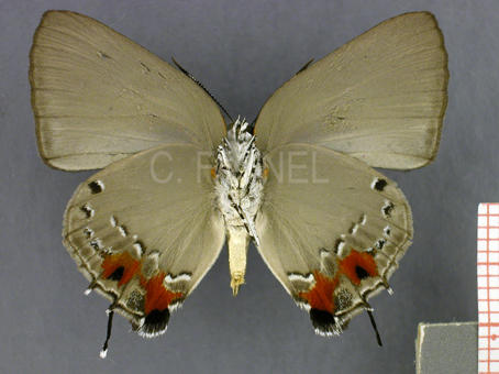 Olynthus essus (mâle, verso)