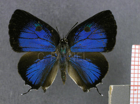 Olynthus lorea (mâle, recto)