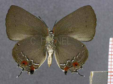 Olynthus lorea (mâle, verso)