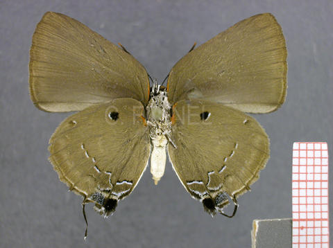 Olynthus narbal (femelle, verso)