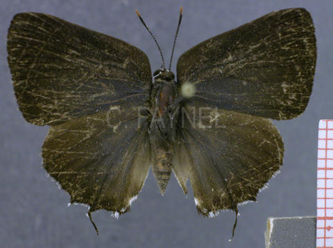Olynthus negrus (femelle, recto)