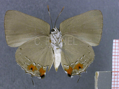 Olynthus negrus (femelle, verso)