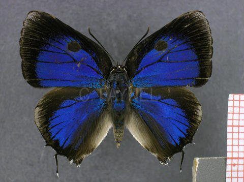 Olynthus negrus (mâle, recto)