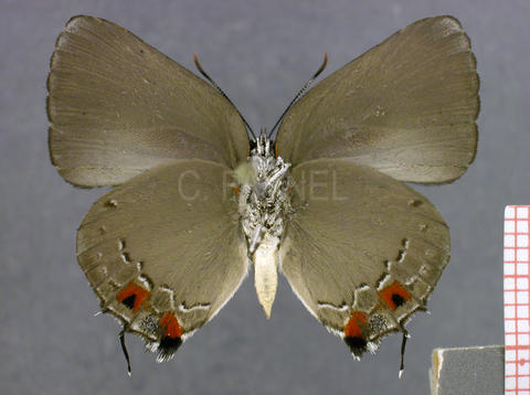 Olynthus negrus (mâle, verso)