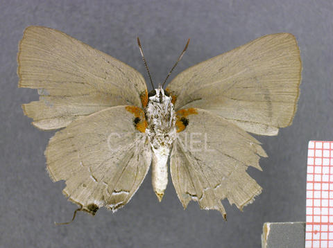 Olynthus ophelia (femelle, verso)