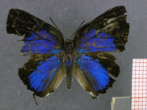 Olynthus punctum (mâle, recto)