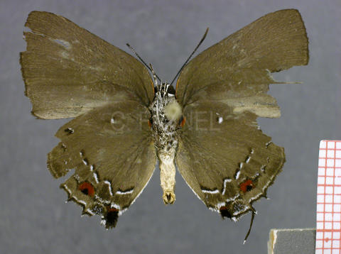 Olynthus punctum (mâle, verso)
