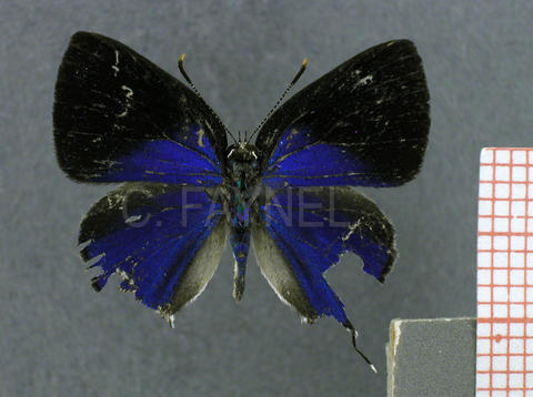 Ostrinotes halciones (mâle, recto)
