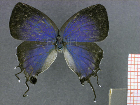Paiwarria telemus (femelle, recto)