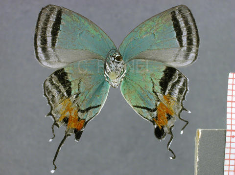 Paiwarria telemus (femelle, verso)
