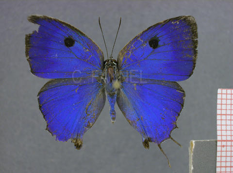 Paiwarria telemus (mâle, recto)