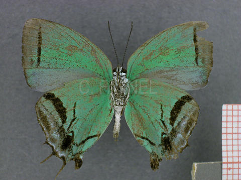 Paiwarria telemus (mâle, verso)