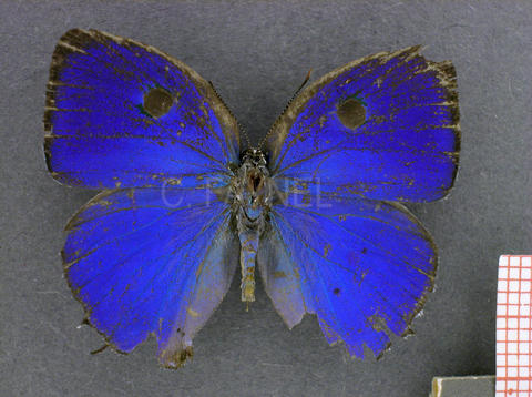 Paiwarria venulius (mâle, recto)