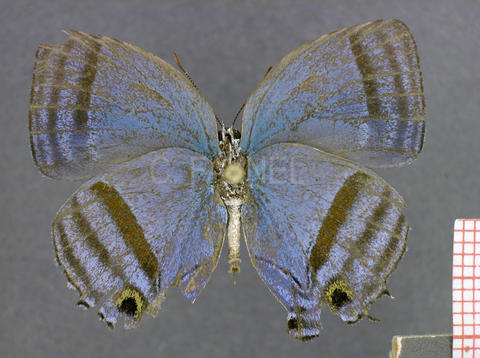 Paiwarria venulius (mâle, verso)