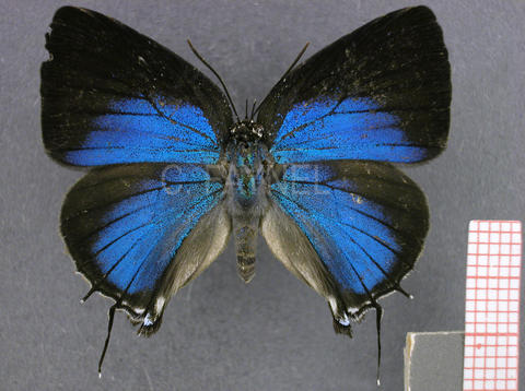 Panthiades aeolus (femelle, recto)