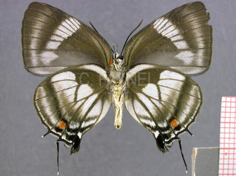 Panthiades aeolus (femelle, verso)
