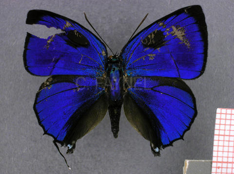 Panthiades aeolus (mâle, recto)