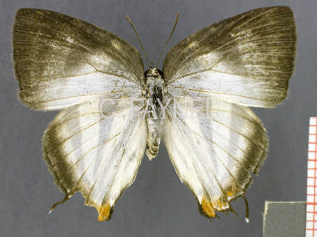 Panthiades bathildis (femelle, recto)