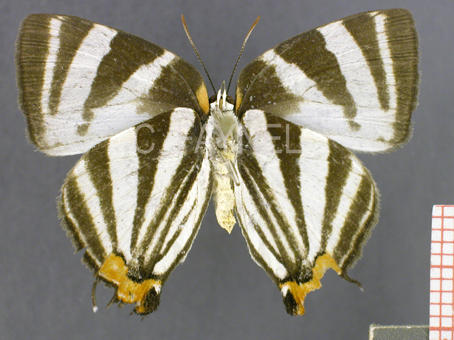 Panthiades bathildis (femelle, verso)