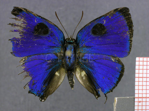 Panthiades boreas (mâle, recto)