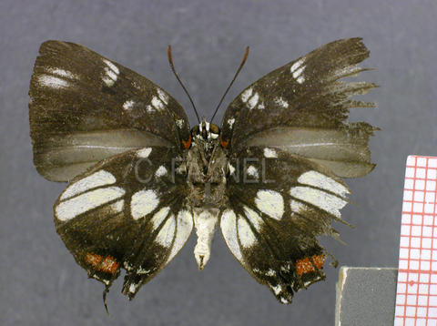Panthiades boreas (mâle, verso)