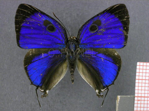 Panthiades phaleros (mâle, recto)