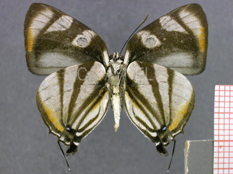 Panthiades phaleros (mâle, verso)