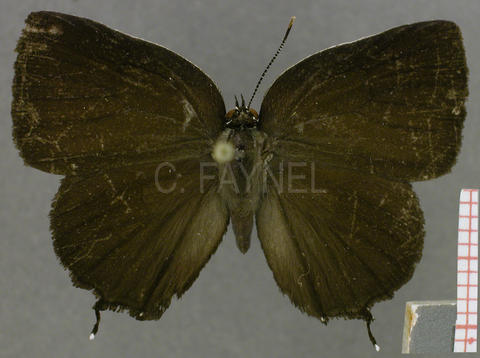 Paraspiculatus colombiensis (femelle, recto)