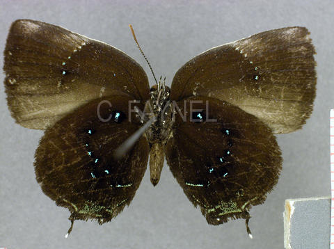 Paraspiculatus colombiensis (femelle, verso)