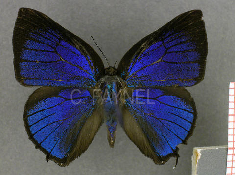 Paraspiculatus colombiensis (mâle, recto)