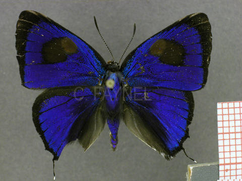 Parrhasius orgia (mâle, recto)