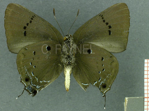 Parrhasius orgia (mâle, verso)