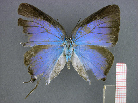 Pseudolycaena marsyas (femelle, recto)