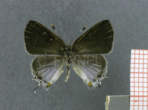 Rubroserrata ecbatana (femelle, recto)