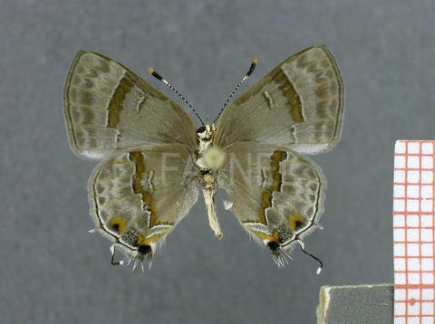 Rubroserrata ecbatana (femelle, verso)