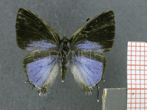 Rubroserrata ecbatana (mâle, recto)